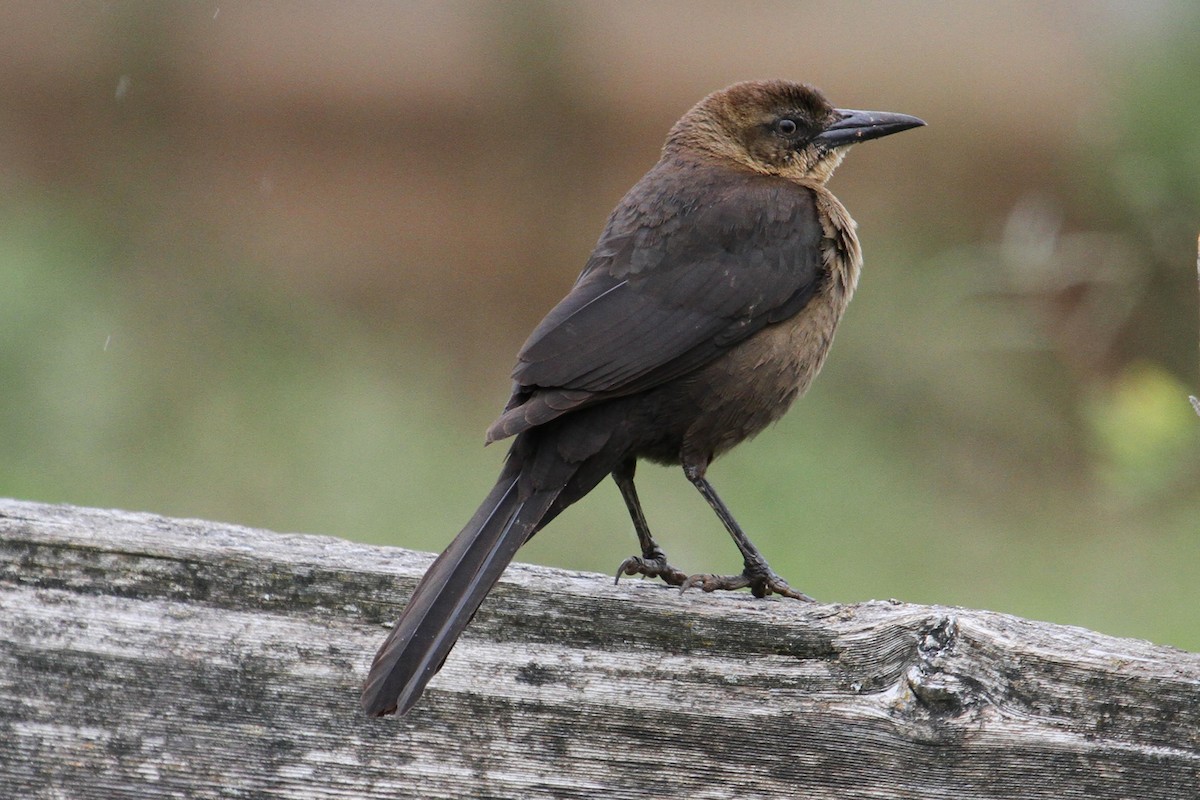 Great-tailed Grackle - Jamie Chavez