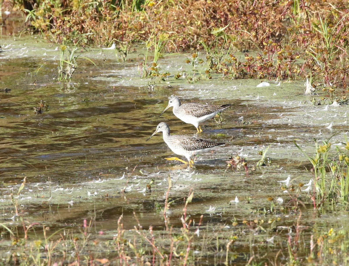 Greater Yellowlegs - ML495754151