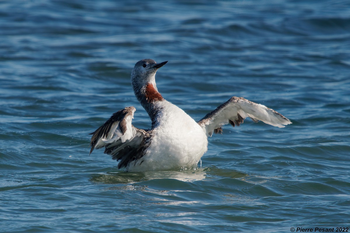 Red-throated Loon - ML495755031