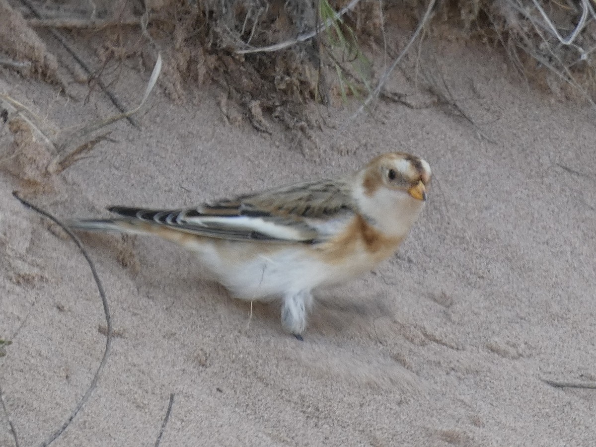 Snow Bunting - Mary Getchell