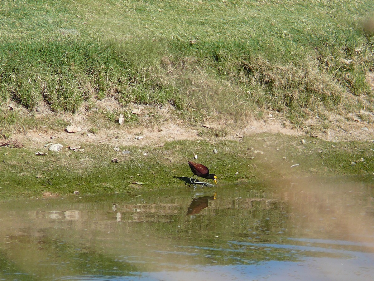 Northern Jacana - ML495761331