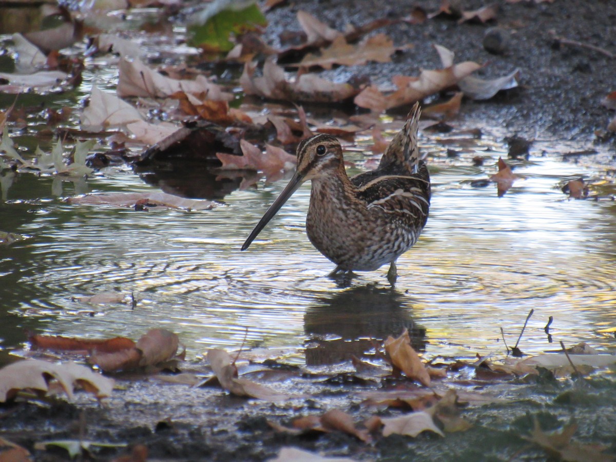 Wilson's Snipe - ML495761871