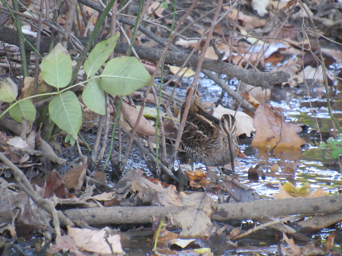 Wilson's Snipe - ML495761981