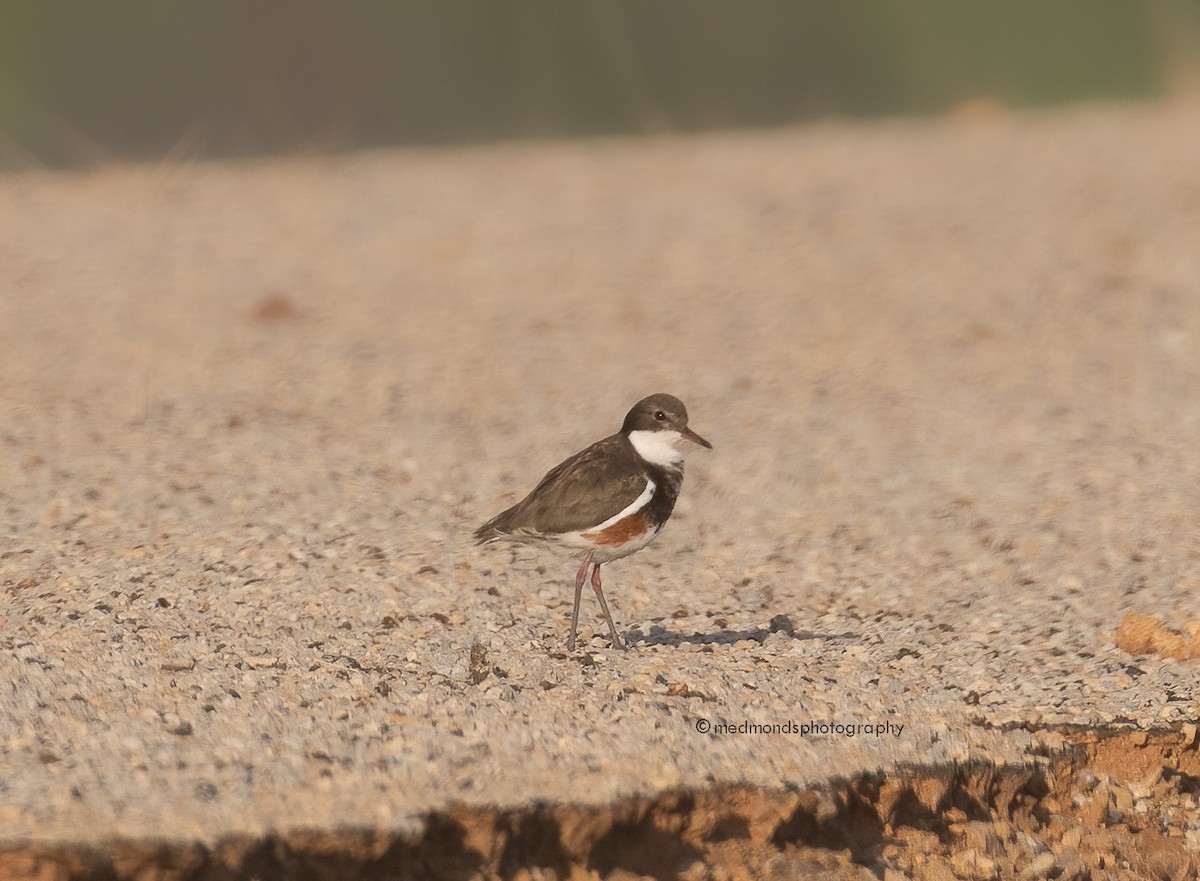 Red-kneed Dotterel - ML495762011