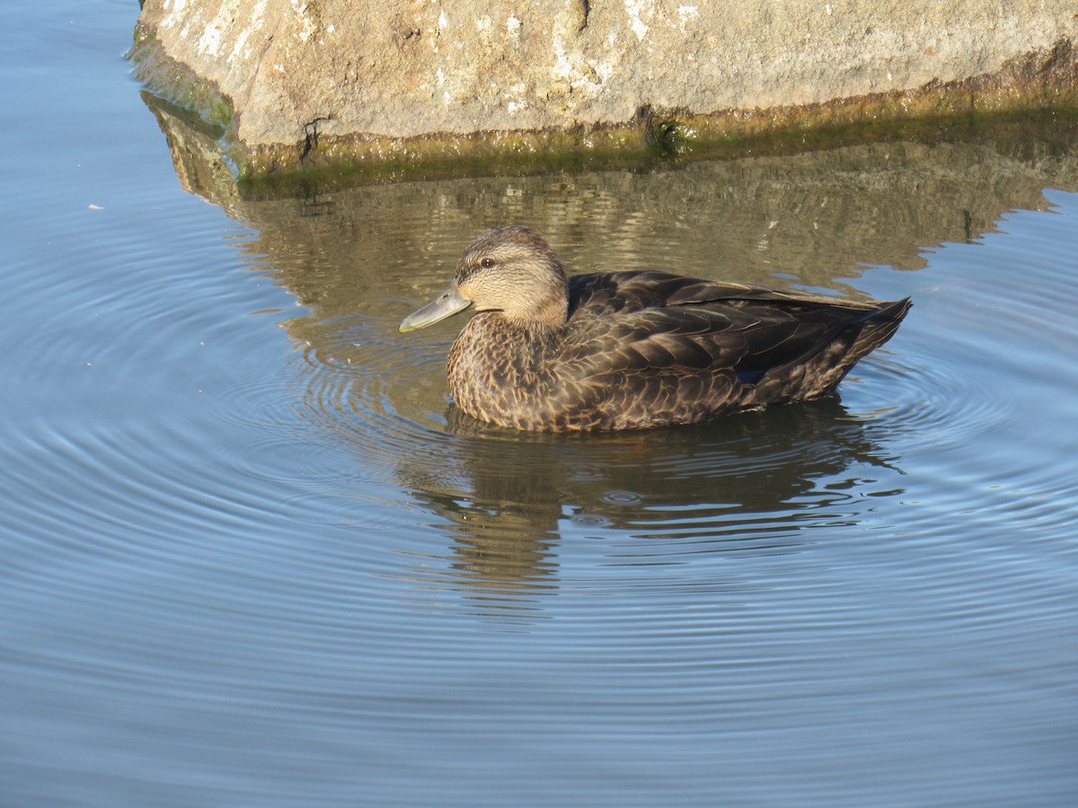 American Black Duck - ML495762241