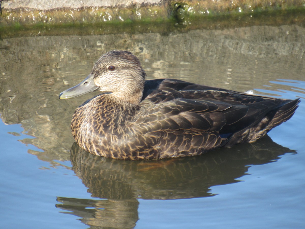 American Black Duck - ML495762251