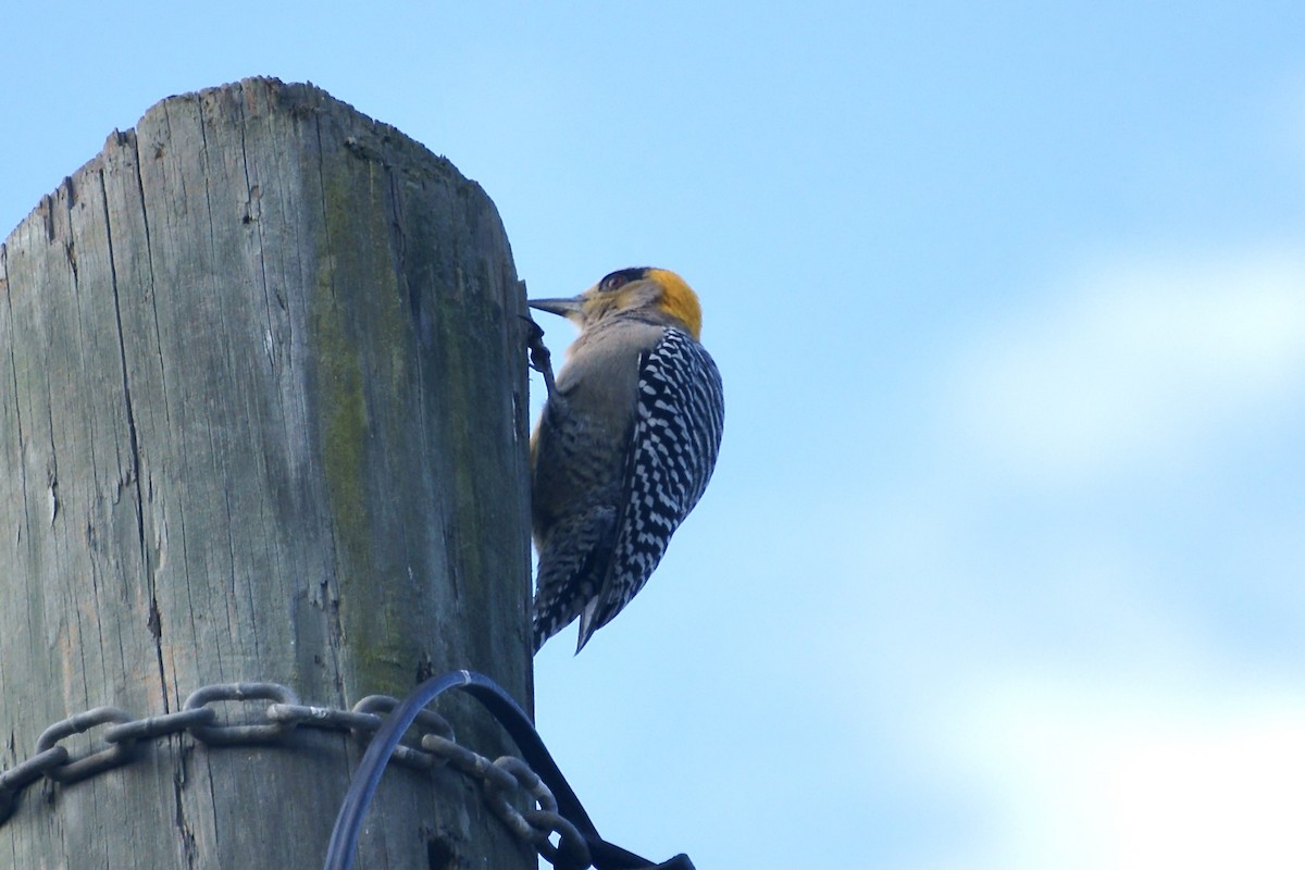 Golden-cheeked Woodpecker - Ian Jarvie