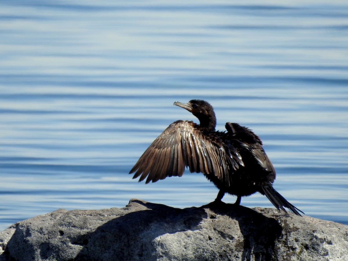 Neotropic Cormorant - andrea vergne