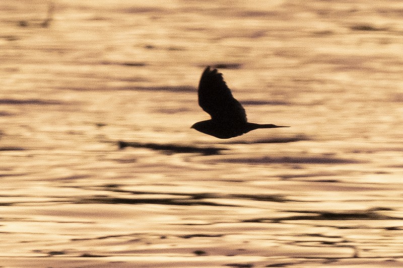 Band-tailed Nighthawk - adrian binns