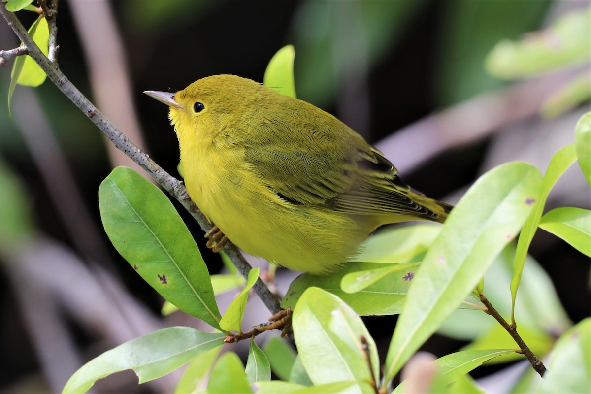 eBird Checklist - 20 Oct 2022 - Red Bug Slough Preserve - 30 species