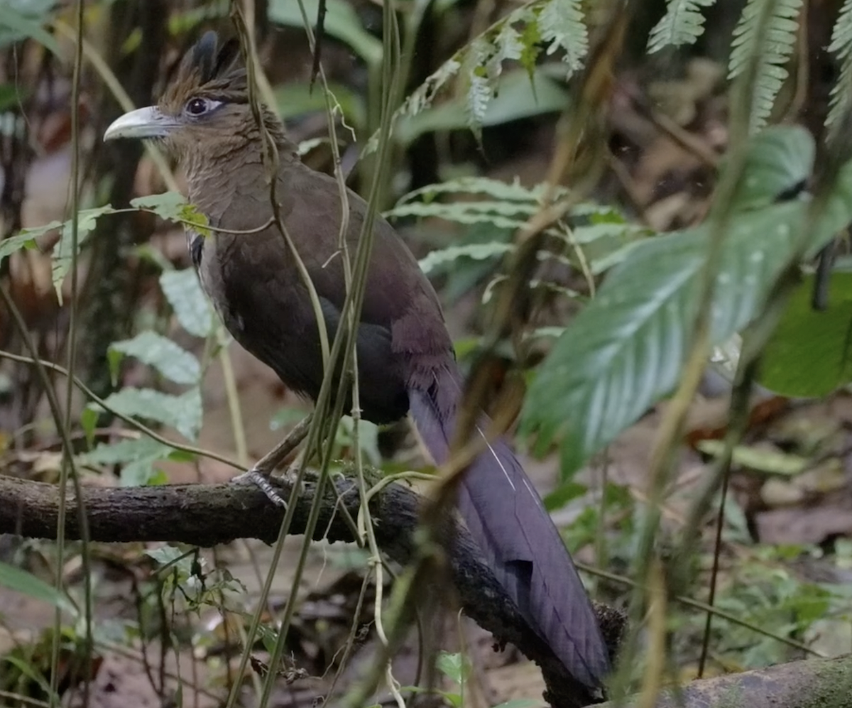 Rufous-vented Ground-Cuckoo - ML495764121