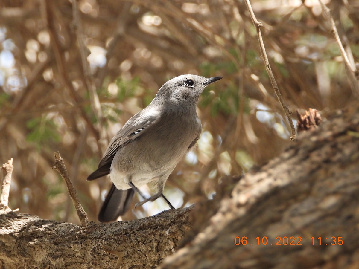 Blackstart - ML495764441