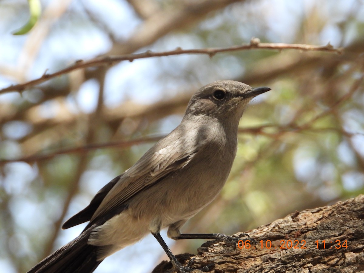 Blackstart - ML495764451