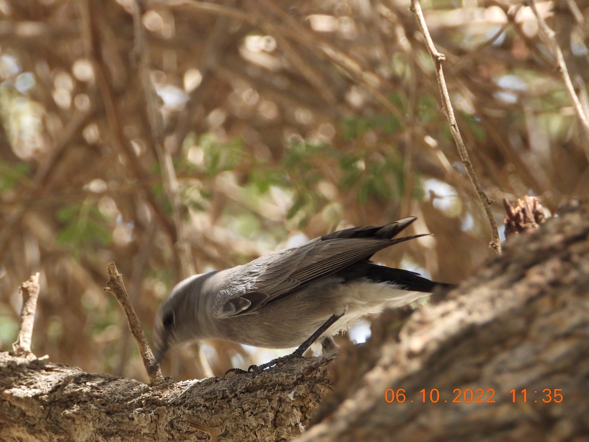 Blackstart - Ghaith Hammouri