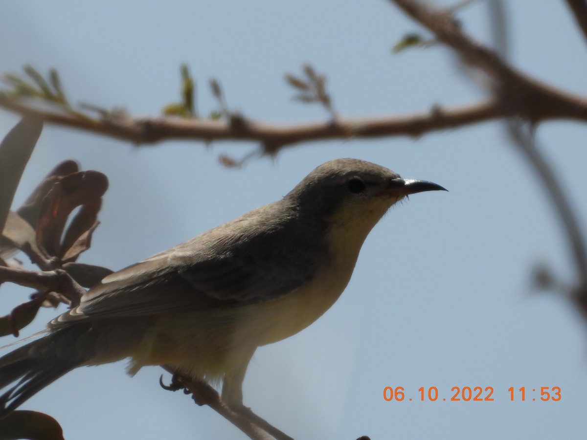 Nile Valley Sunbird - ML495764771