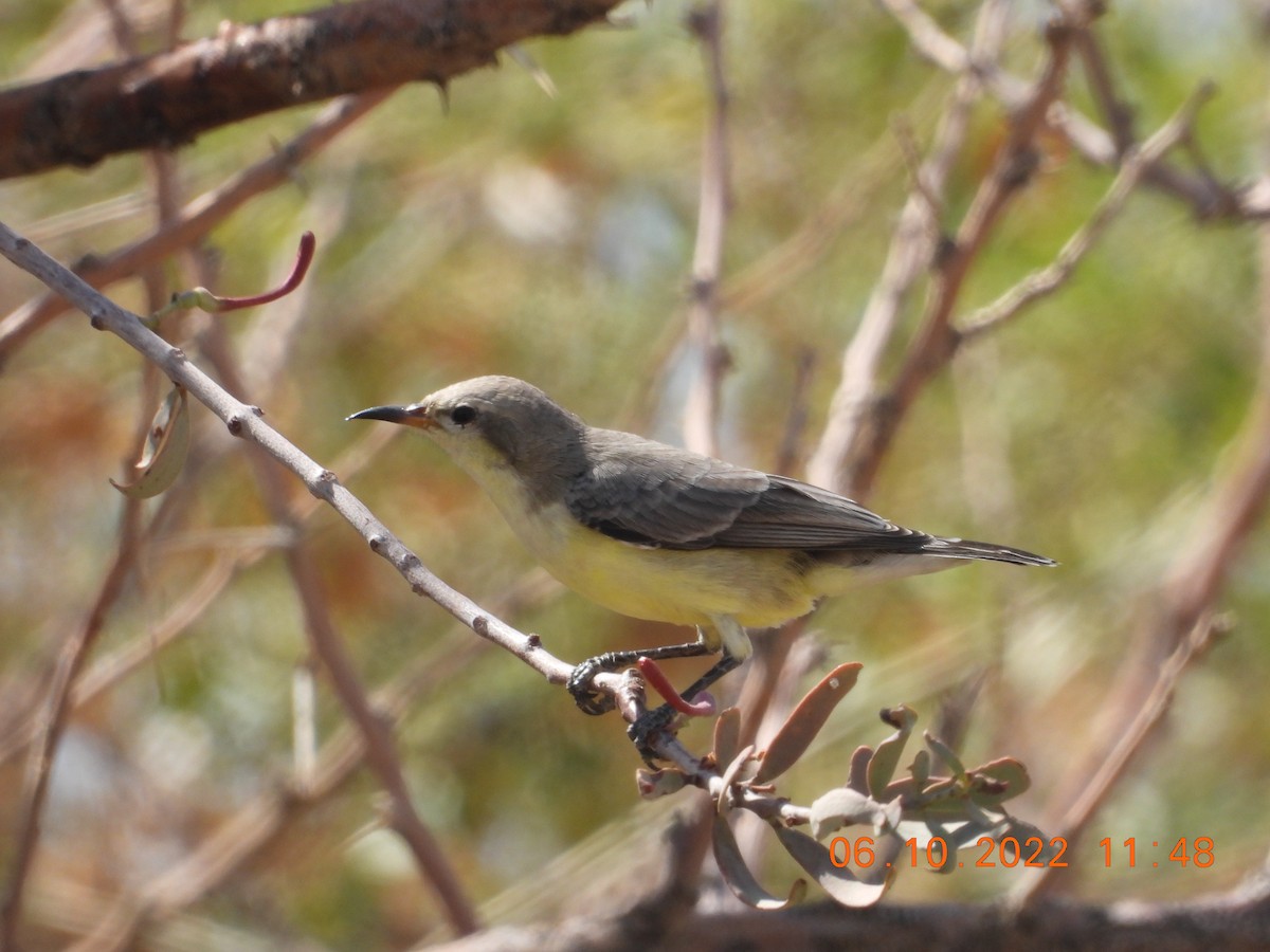 Nile Valley Sunbird - ML495764781