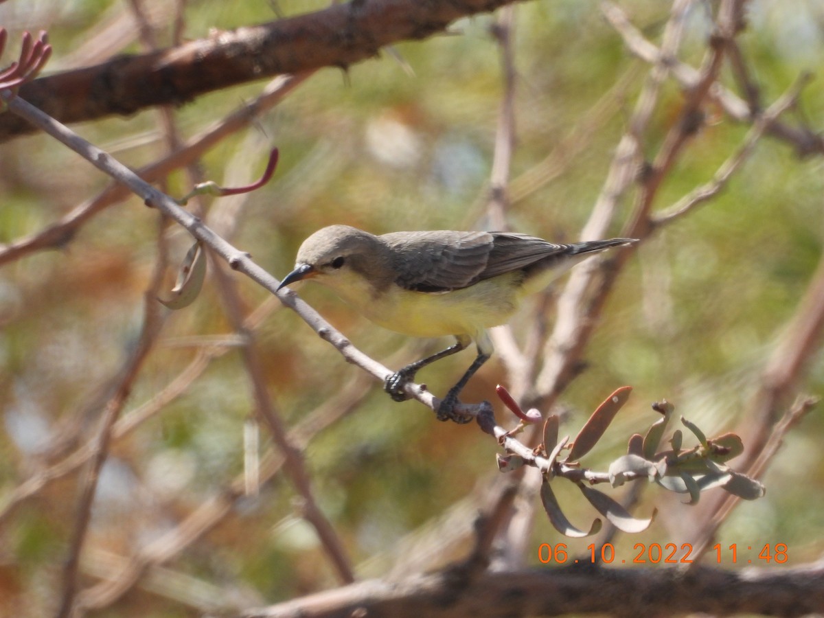 Nile Valley Sunbird - ML495764791