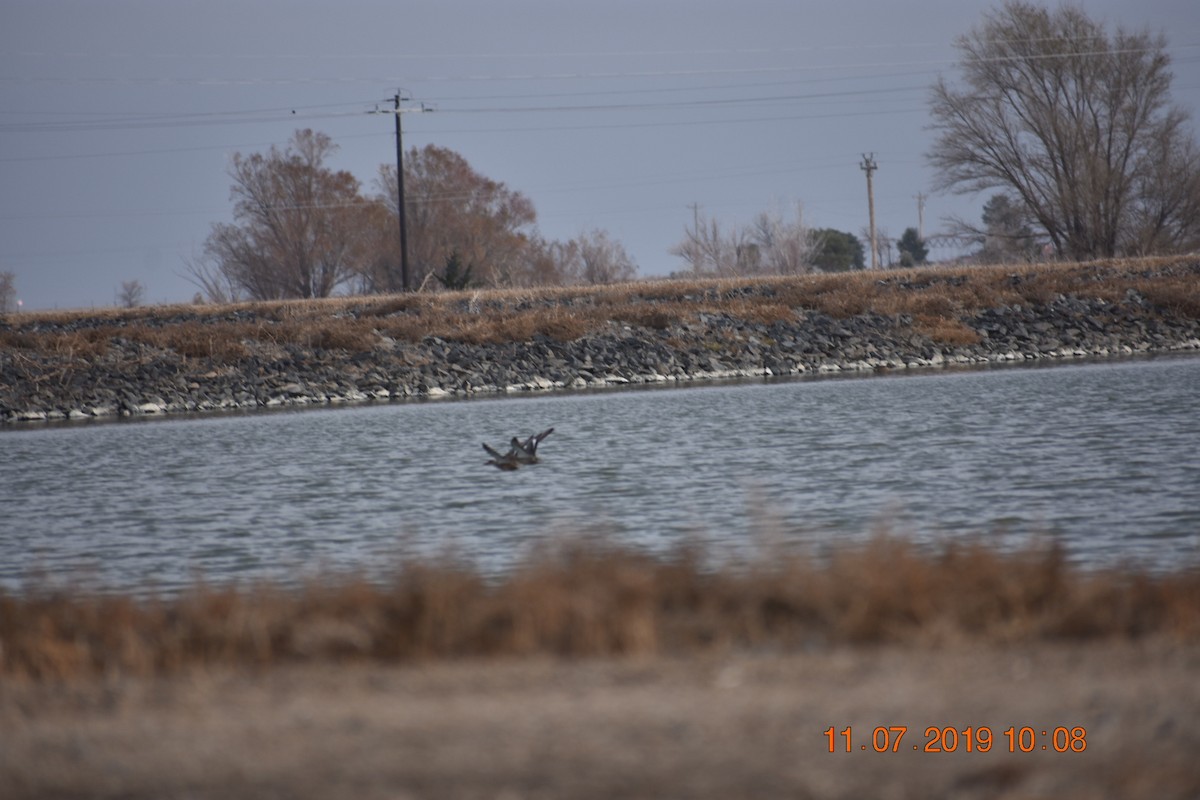 American Wigeon - Larry Langstaff