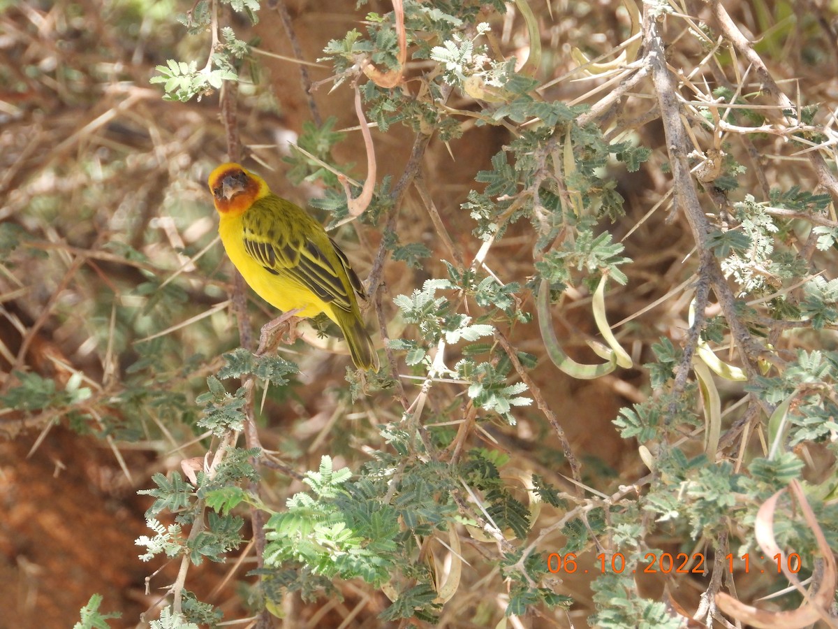 Rüppell's Weaver - ML495765541