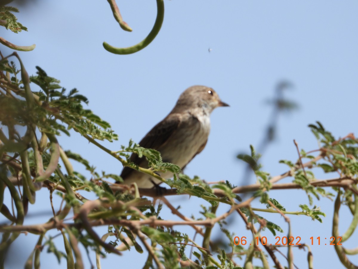 Rüppell's Weaver - ML495765551