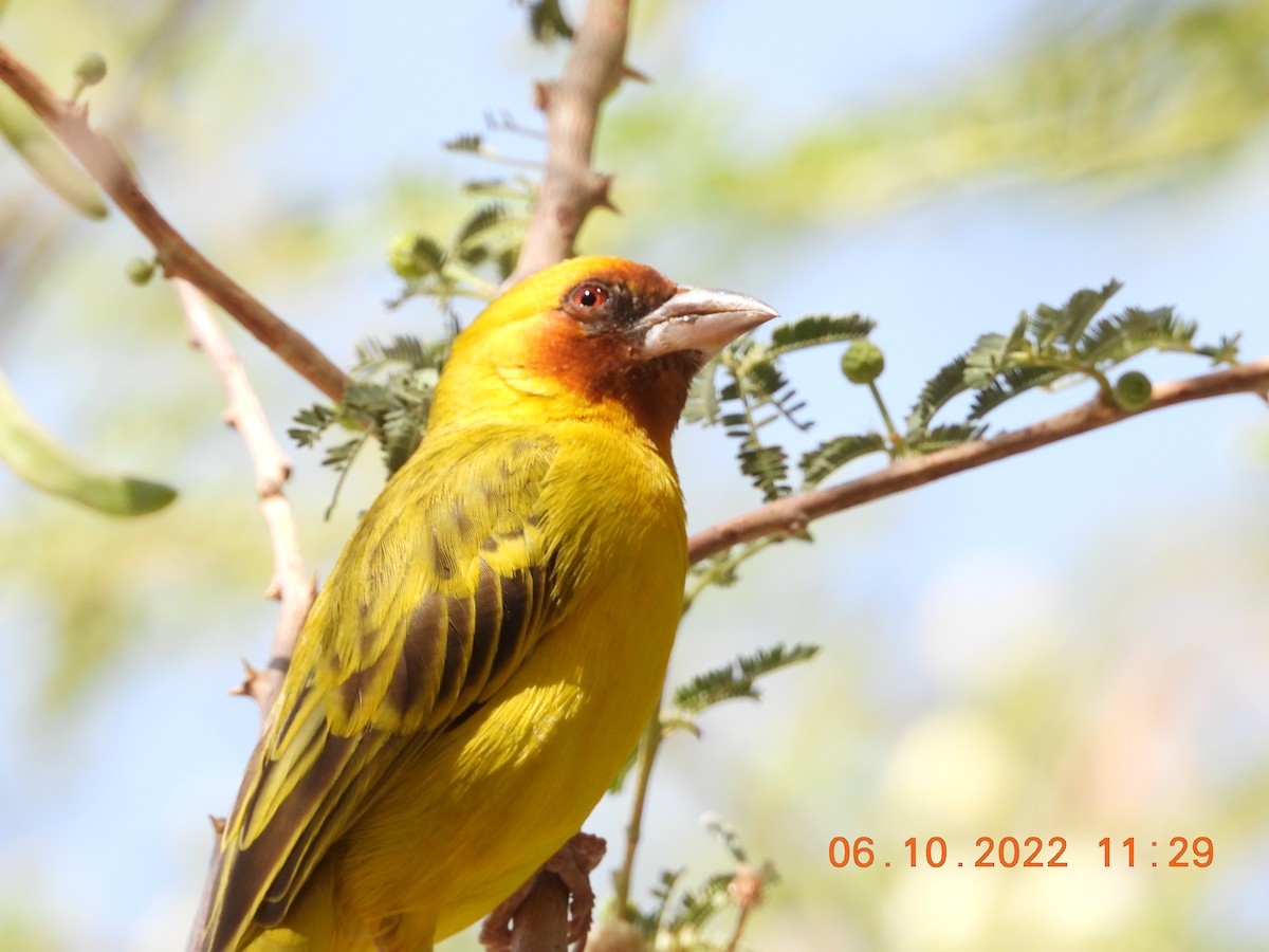 Rüppell's Weaver - ML495765561