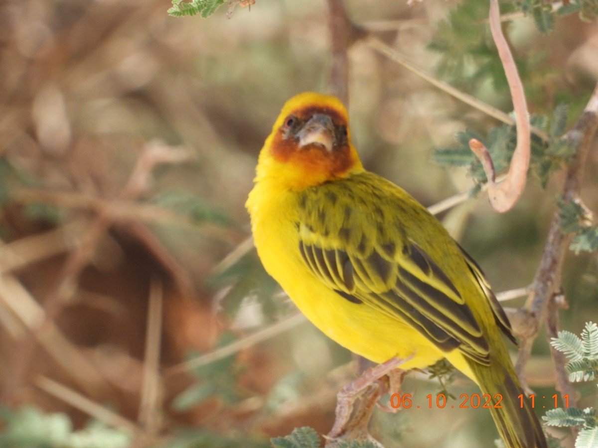 Rüppell's Weaver - ML495765571