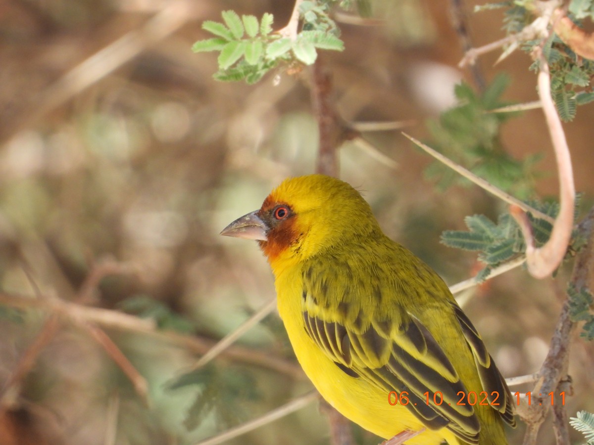 Rüppell's Weaver - ML495765581