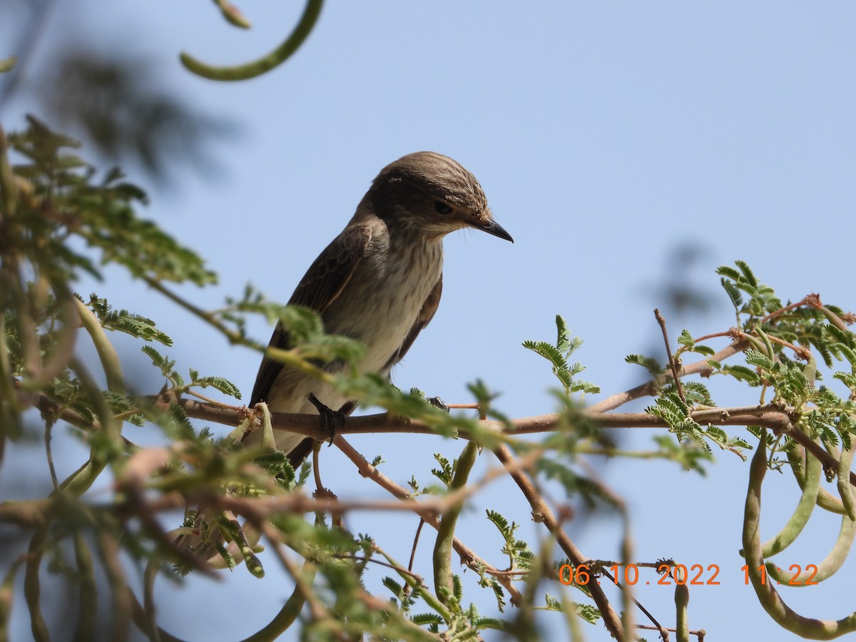 Spotted Flycatcher - ML495765591