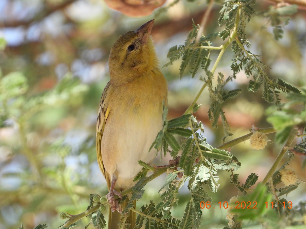 Rüppell's Weaver - ML495765601