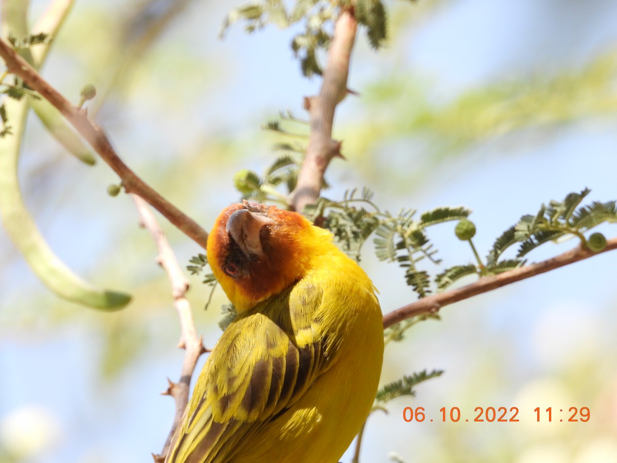 Rüppell's Weaver - Ghaith Hammouri