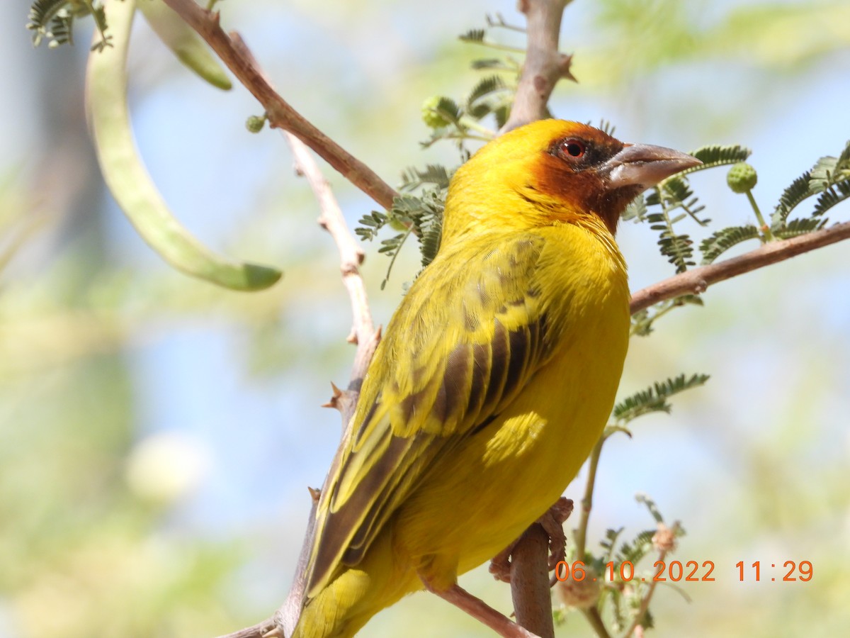Rüppell's Weaver - ML495765621