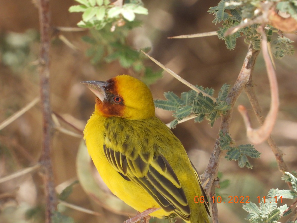 Rüppell's Weaver - ML495765631