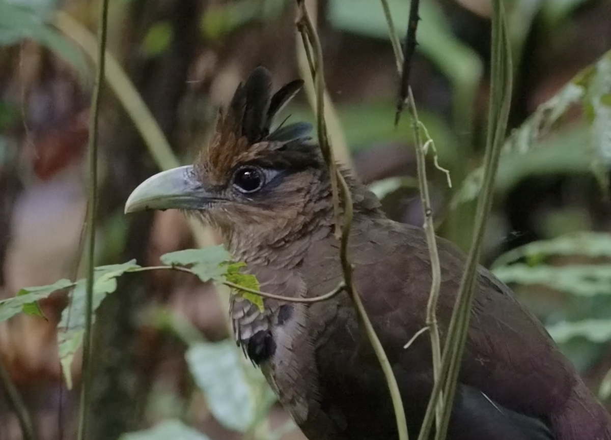 Rufous-vented Ground-Cuckoo - Joseph See