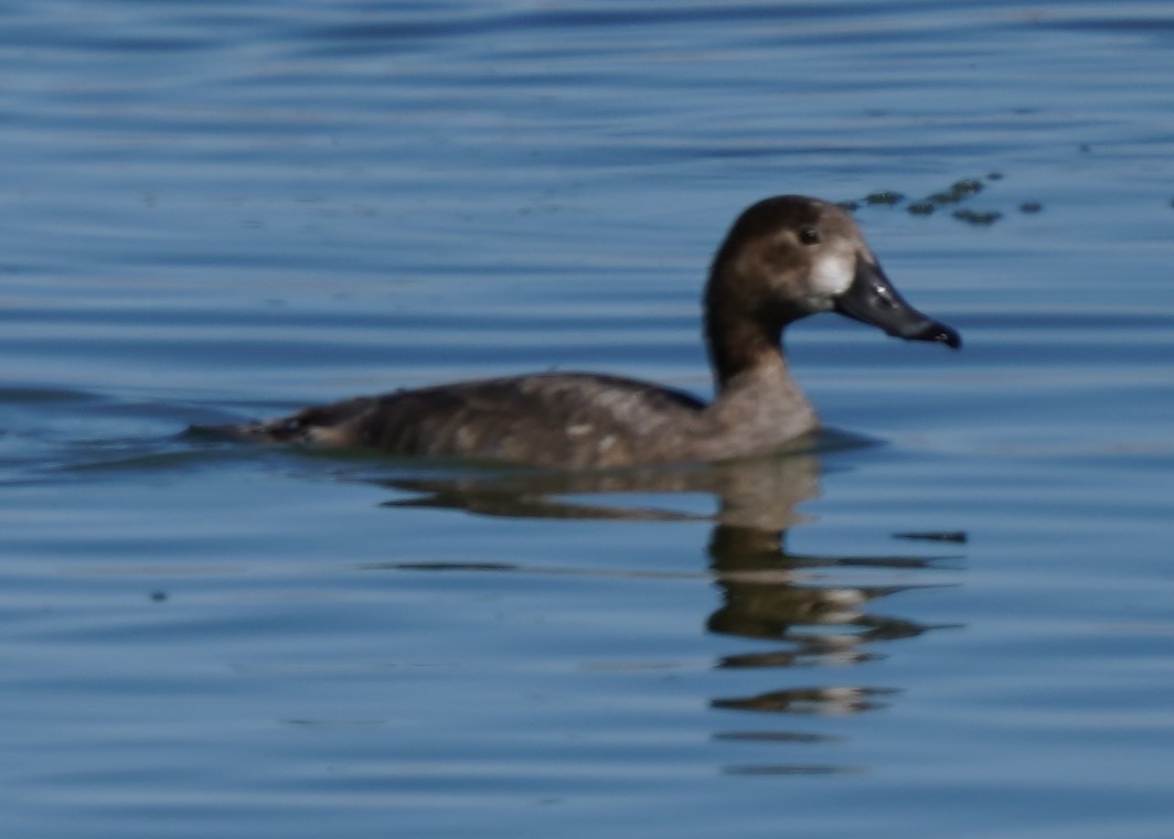 Lesser Scaup - ML495767161