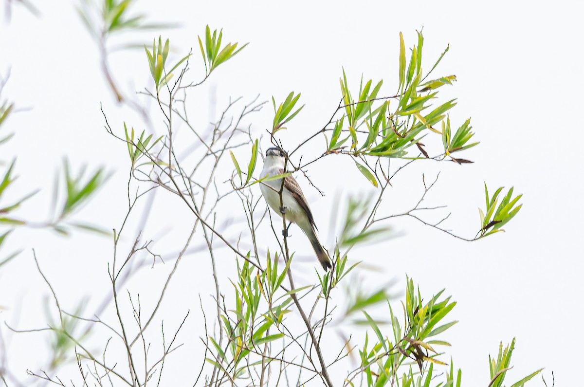 White-naped Xenopsaris - ML495767181