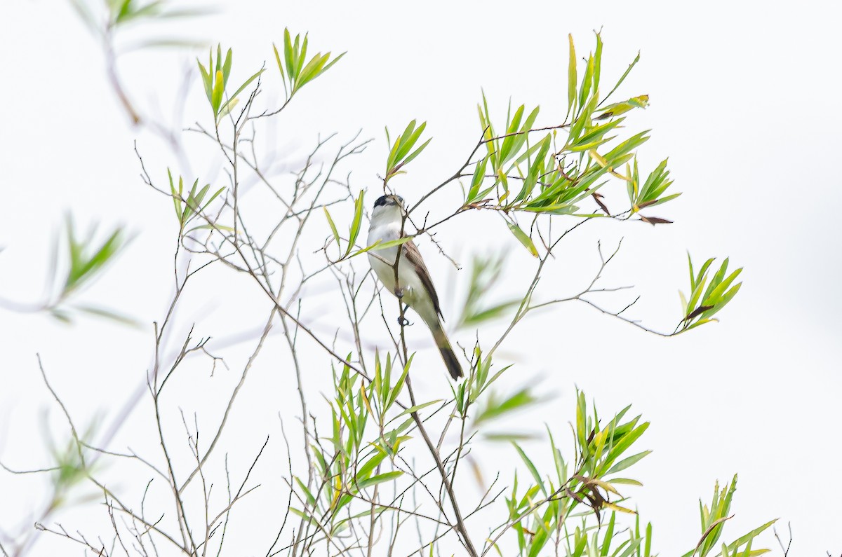 White-naped Xenopsaris - ML495767211