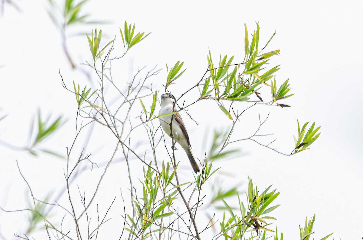 White-naped Xenopsaris - ML495767221