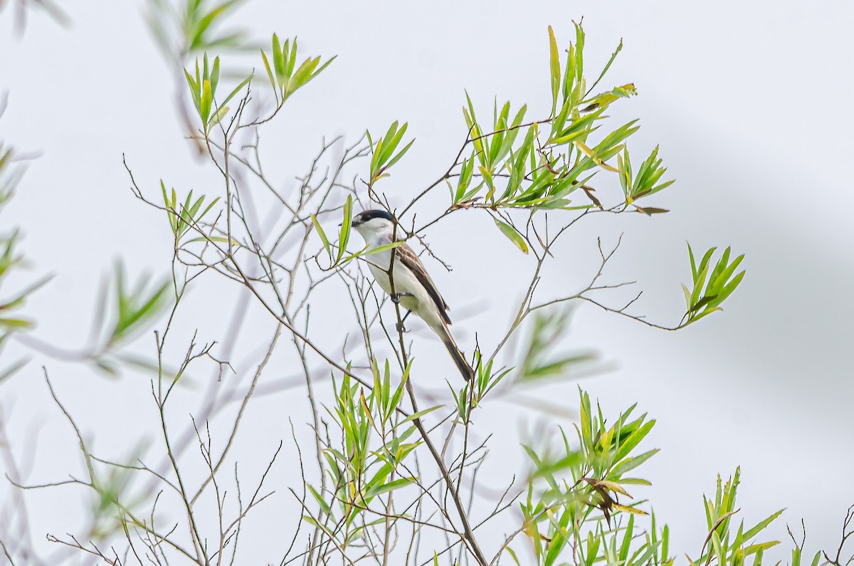 White-naped Xenopsaris - ML495767251