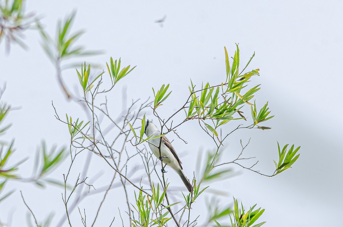 White-naped Xenopsaris - ML495767261