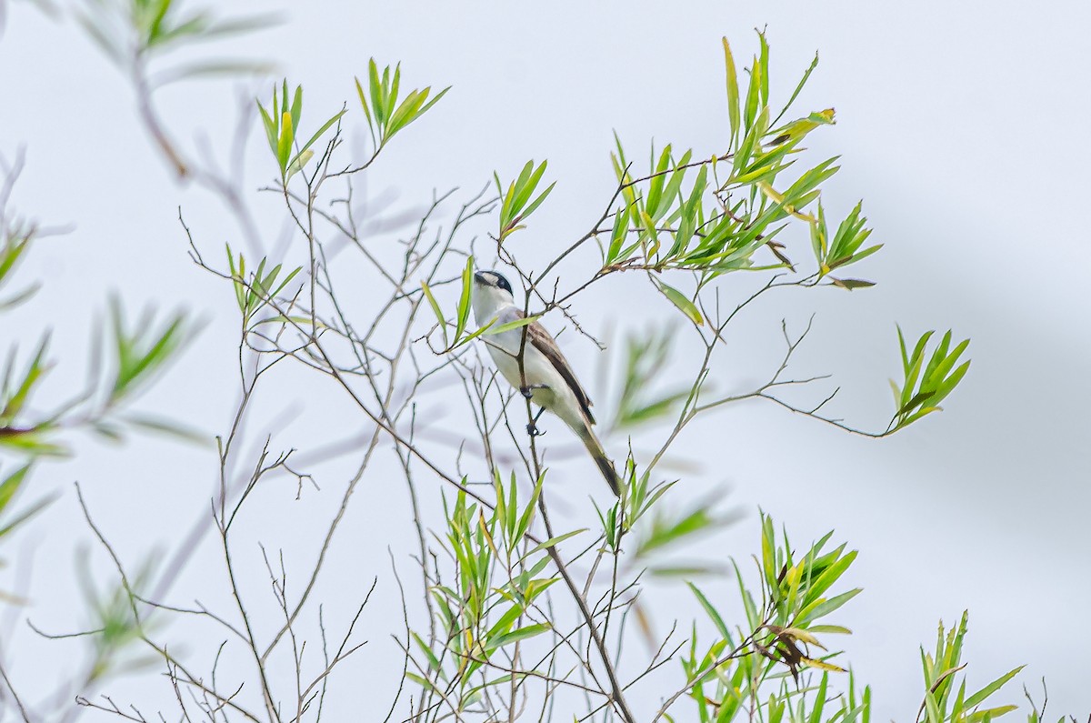 White-naped Xenopsaris - ML495767281