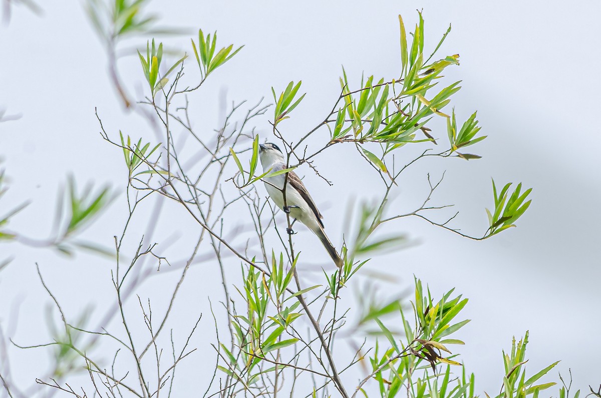 White-naped Xenopsaris - ML495767291