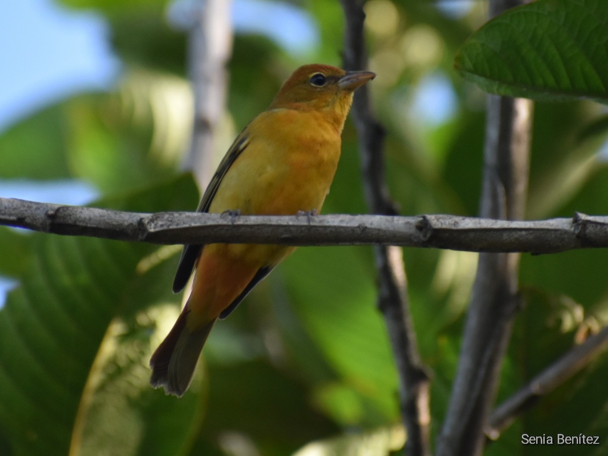 Summer Tanager - ML495768021