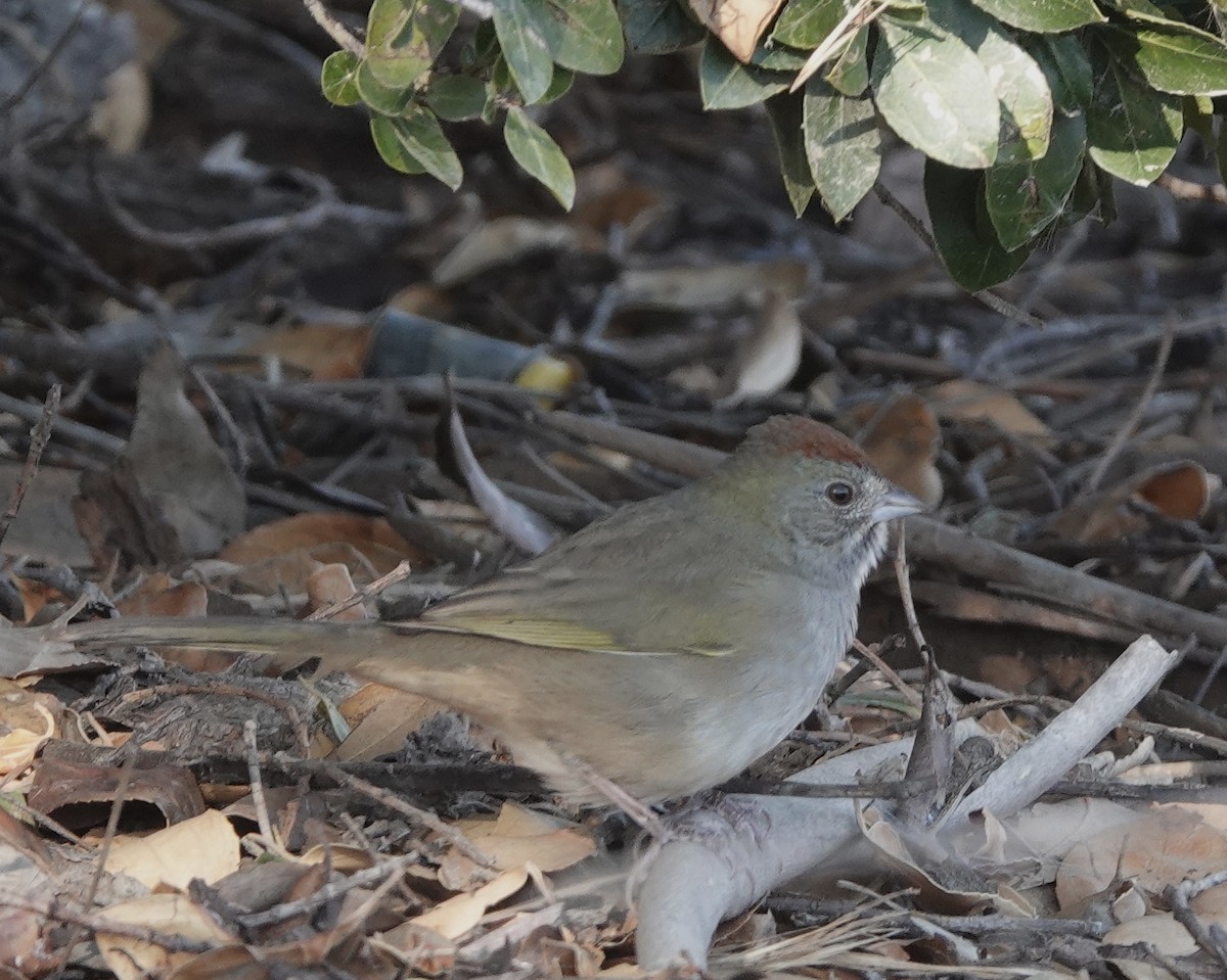 Green-tailed Towhee - ML495768621