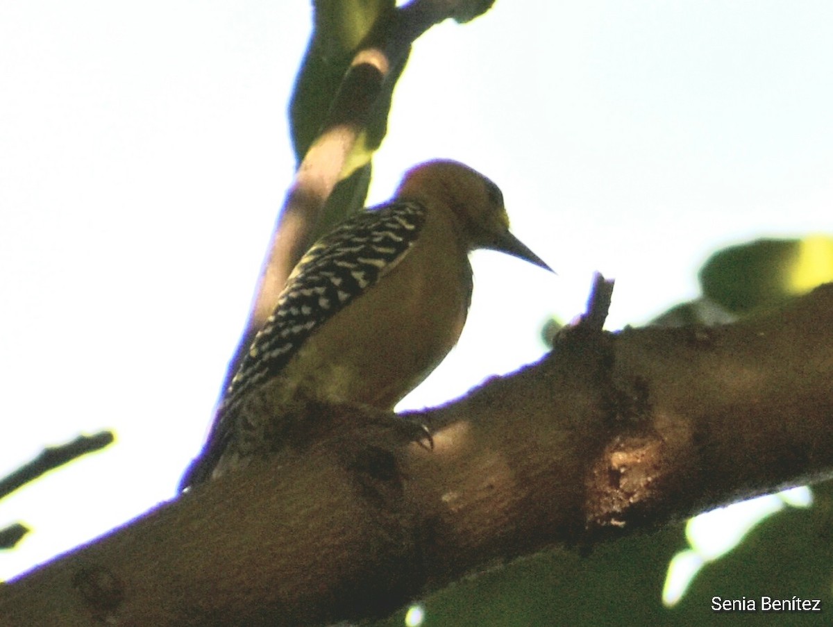 Hoffmann's Woodpecker - ML495770751