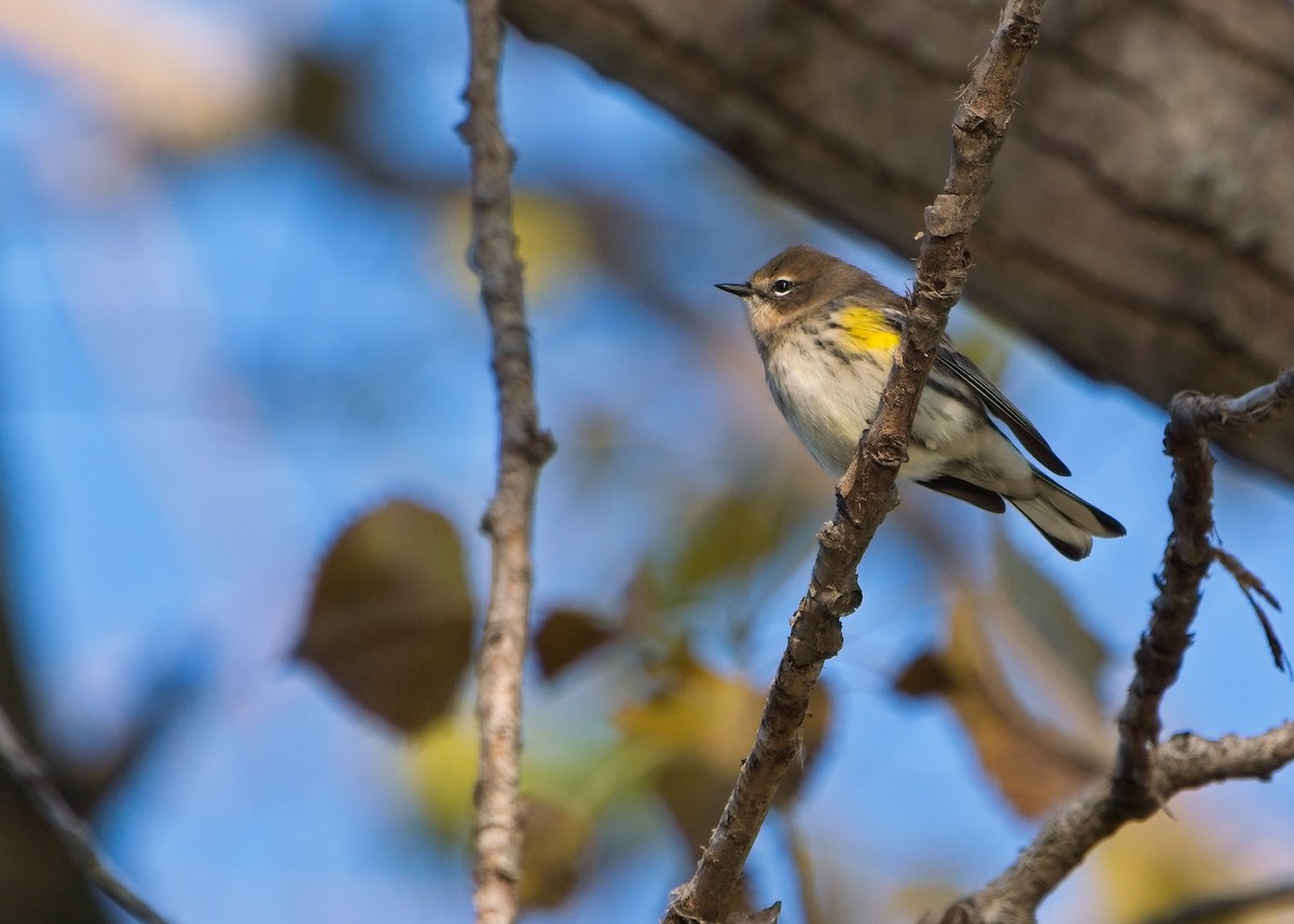 Yellow-rumped Warbler - ML495771451