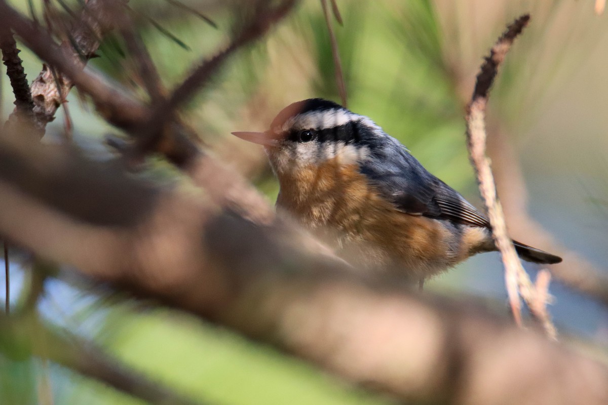 Red-breasted Nuthatch - ML495772291