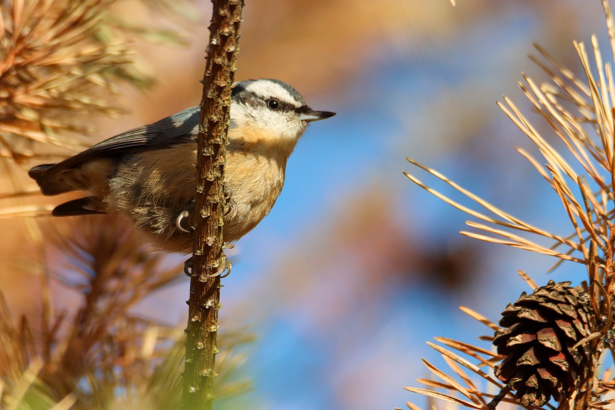 Red-breasted Nuthatch - ML495772301