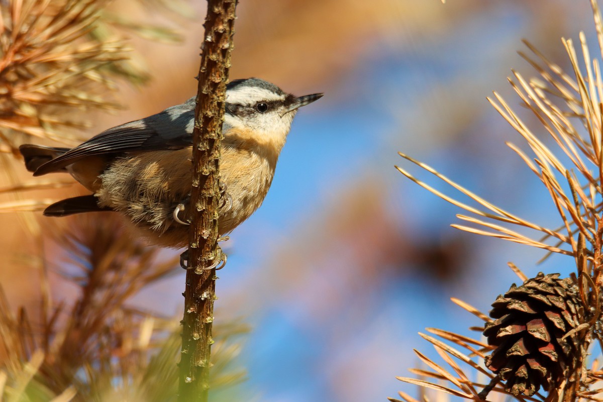 Red-breasted Nuthatch - ML495772321