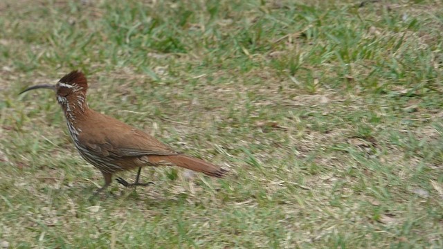 Scimitar-billed Woodcreeper - ML495773641