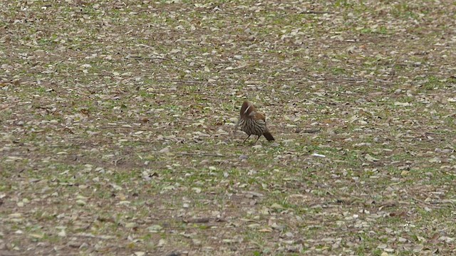 ハシナガオニキバシリ - ML495773651